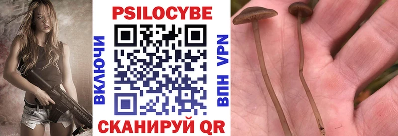 Галлюциногенные грибы Cubensis  даркнет как зайти  Белгород  наркошоп 